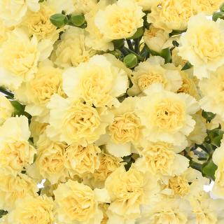 esmeralda-farms-mini-carnation-yellow-1