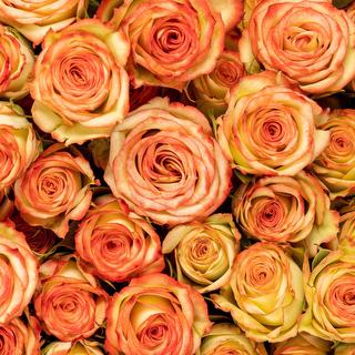 esmeralda-spray-rose-fibonacci-venus-1