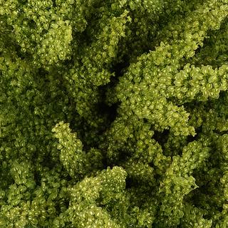 esmeralda-farms-rumex-unicorn-1