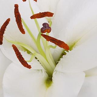 esmeralda-farms-oriental-lily-sisto-1