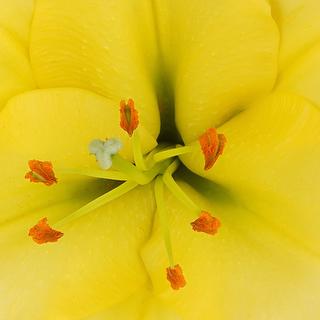 esmeralda-farms-oriental-lily-vonq-1
