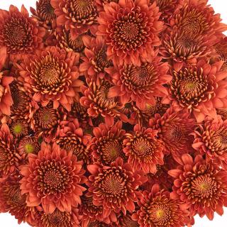 esmeralda-farms-cushion-calvex-rojo-1