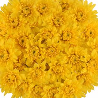 esmeralda-farms-pompon-cushion-solimar-1