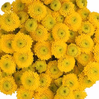 esmeralda-farms-pompon-button-paintball sunny-1