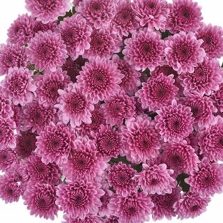 esmeralda-farms-pompon-button-sweet-1