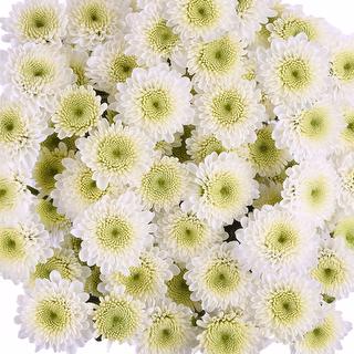 esmeralda-farms-pompon-button-cloud-1