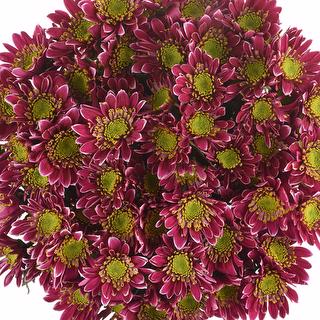 esmeralda-farms-pompon-novelty-kogui-1