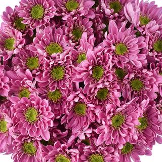 esmeralda-farms-pompon-novelty-bologna-1