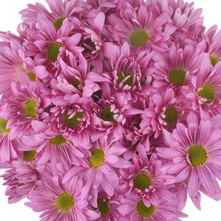 esmeralda-farms-pompon-daisy-atlantis-pink-1