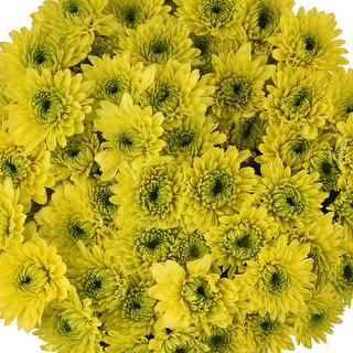 esmeralda-farms-pompon-novelty-jamaica-1