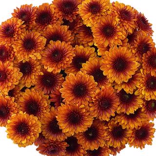 esmeralda-farms-pompon-button-lexy-1