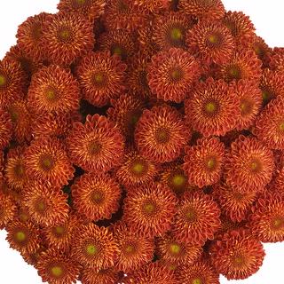 esmeralda-farms-pompon-button-tyrion-1