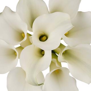 esmeralda-farms-mini-calla-lily-white-present-1