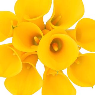 esmeralda-farms-mini-calla-lily-captain-solo-1