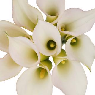 esmeralda-farms-mini-calla-lily-cordoba-cw-1