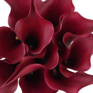 esmeralda-farms-calla-lily-mini-cranberry-1