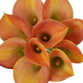 esmeralda-farms-mini-calla-lily-lady-marmalade-1
