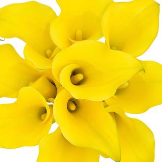 esmeralda-farms-mini-calla-lily-montecarlo-1