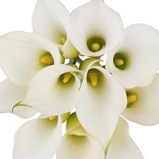 esmeralda-farms-mini-calla-lily-aspen-w-1