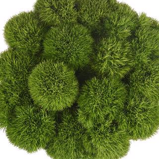 esmeralda-farms-dianthus-green-ball-kiwi-1