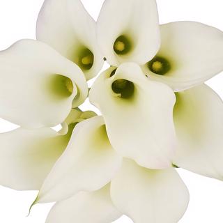 esmeralda-farms-mini-calla-lily-aspen-b-1