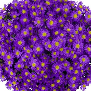 esmeralda-farms-mardi-gras-aster-purple-1
