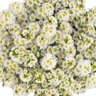 esmeralda-farms-mardi-gras-aster-white-1