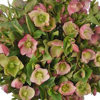 esmeralda-farms-helleborus-camara-pink-1