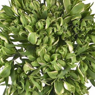 esmeralda-farms-alstroemeria-green-crown-1