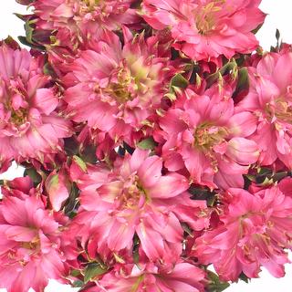 esmeralda-farms-alstroemeria-fashionista-sofiena-hot pink-1