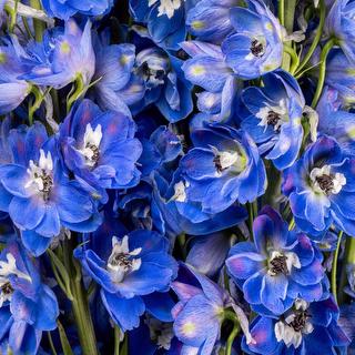 esmeralda-delphinium-blue-bird
