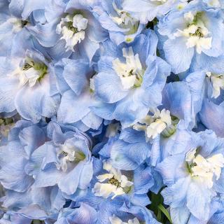 esmeralda-delphinium-summer-skies