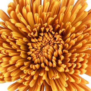 esmeralda-farms-disbud-spider-mum-chewbaca-1