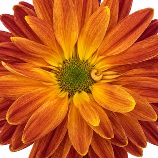 esmeralda-farms-disbud-fantail-bronze-1