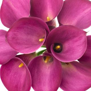 esmeralda-farms-mini-calla-lily-fantasia-1