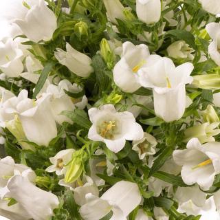 esmeralda-campanula-champion-white