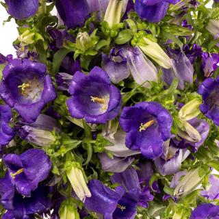 esmeralda-campanula-champion-blue