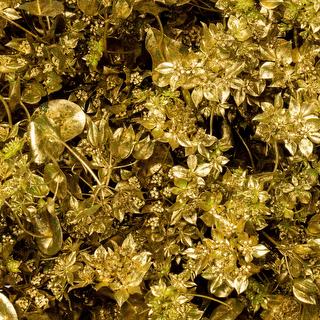 esmeralda-bupleurum-gold-painted