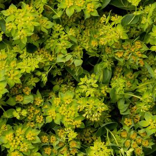 esmeralda-bupleurum-griffity