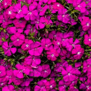 esmeralda-dianthus-purple