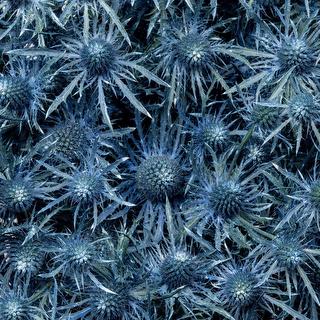 esmeralda-eryngium-blue-painted