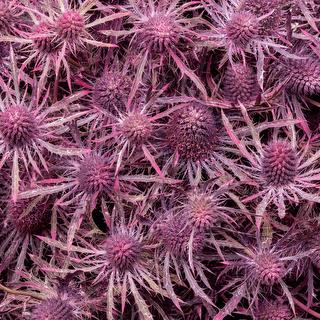 esmeralda-eryngium-pink-painted