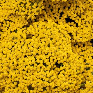 esmeralda-achillea-yellow