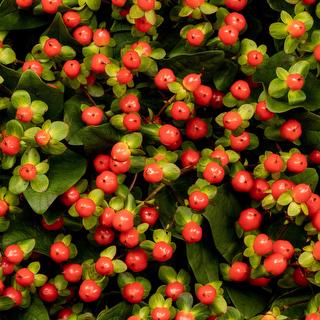 esmeralda-hypericum-red