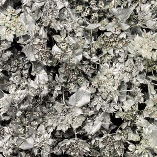 esmeralda-bupleurum-silver-painted