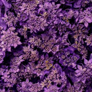 esmeralda-bupleurum-purple-painted