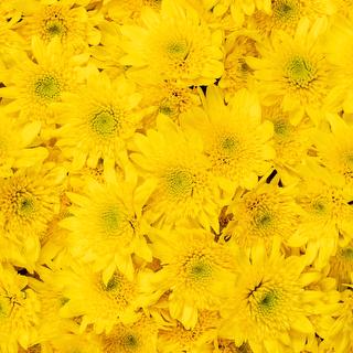 esmeralda-chrysanthemum-babalu