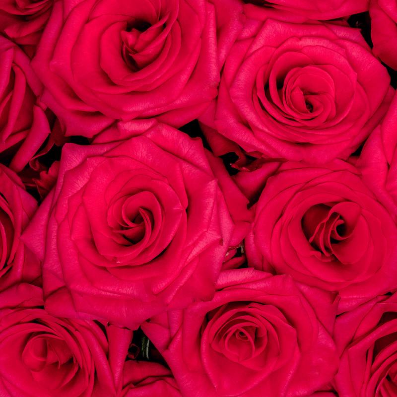 esmeralda-v-i-pink-$-rose
