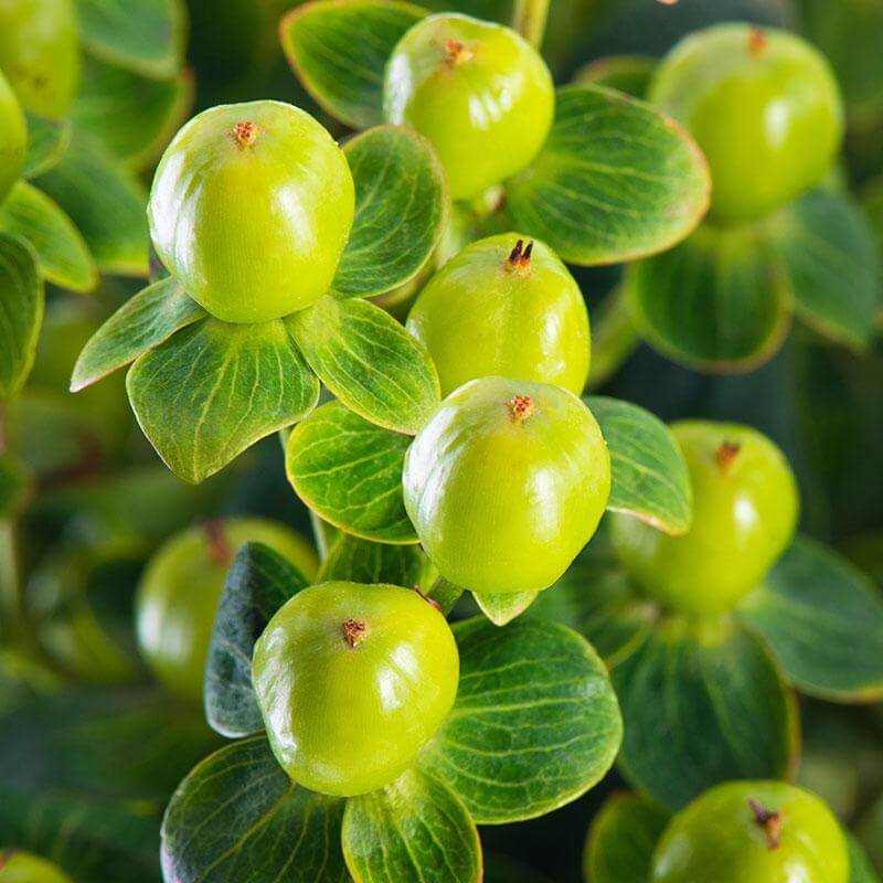 esmeralda-farms-hypericum-product-sheet