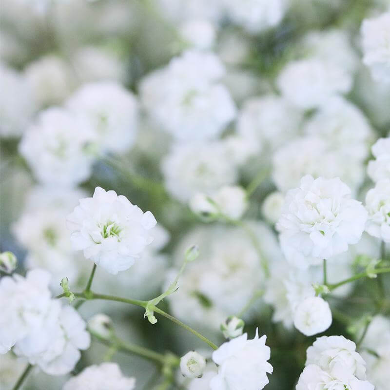 esmeralda-farms-gypsophila-product-sheet